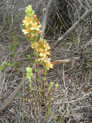 Alectra sessiliflora sessiliflora