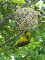 Ploceus velatus velatus