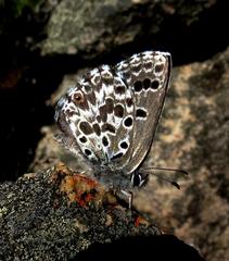 Lepidochrysops swartbergensis