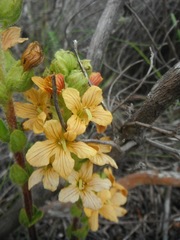 Alectra sessiliflora sessiliflora