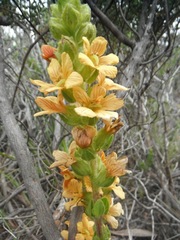 Alectra sessiliflora sessiliflora