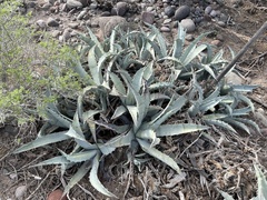 Agave cerulata subcerulata