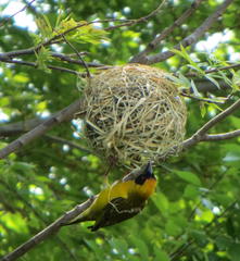 Ploceus velatus velatus