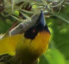 Ploceus velatus velatus