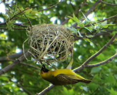 Ploceus velatus velatus