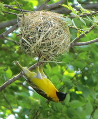 Ploceus velatus velatus