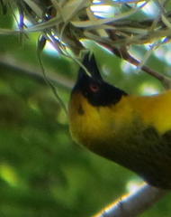 Ploceus velatus velatus