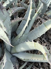 Agave cerulata subcerulata