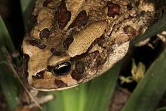 Sclerophrys garmani
