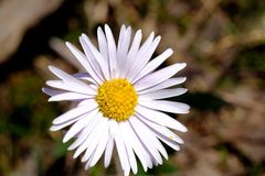 Allittia uliginosa