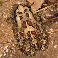 Sclerophrys garmani
