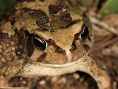 Sclerophrys garmani