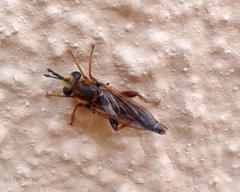 Afroleptomydas