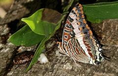 Charaxes saturnus saturnus