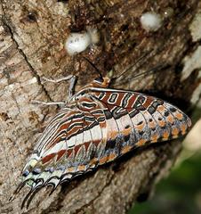 Charaxes saturnus saturnus