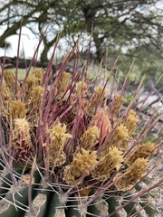 Ferocactus emoryi rectispinus