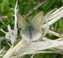 Hypolycaena philippus philippus