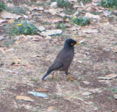 Acridotheres tristis tristis