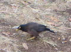Acridotheres tristis tristis