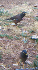 Acridotheres tristis tristis