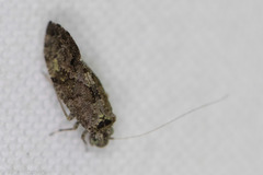 Myopsocidae