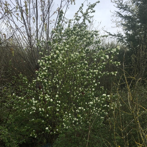 Saskatoon serviceberry