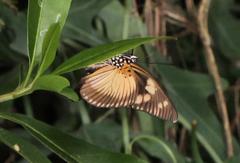 Pseudacraea lucretia expansa