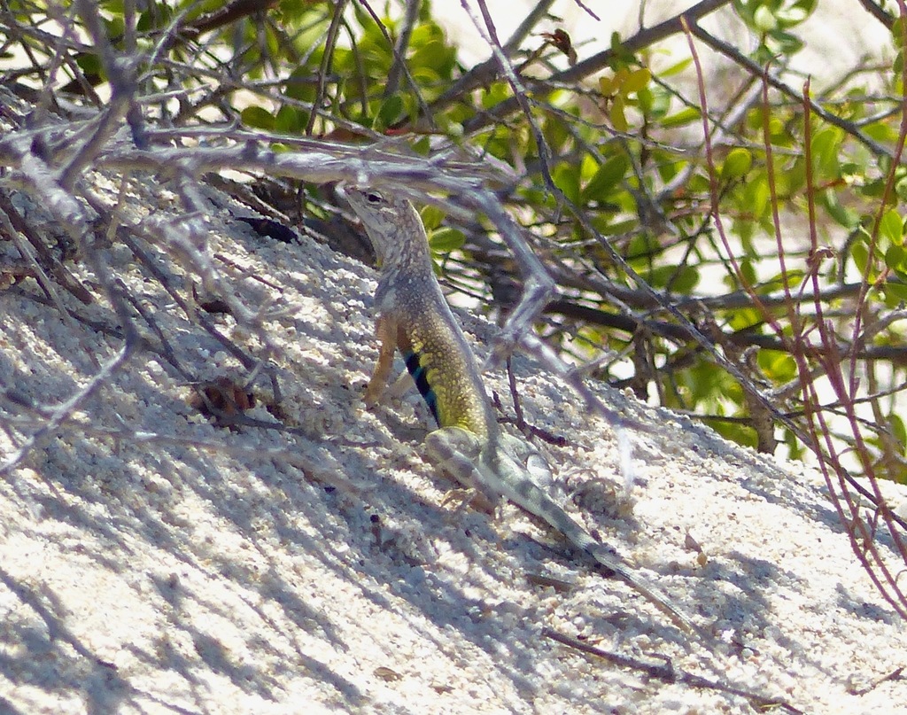 Common Zebra-tailed Lizard