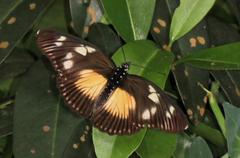 Pseudacraea lucretia expansa