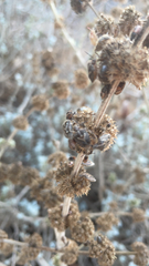 Agonoscelis puberula