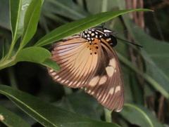 Pseudacraea lucretia expansa