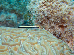 Elacatinus cayman