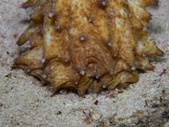 Holothuria thomasi