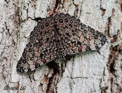 Hamadryas feronia farinulenta