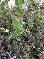 Arctostaphylos pallida