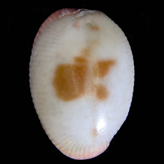 Ellatrivia merces