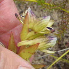 Disa hallackii