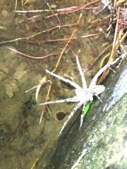 Dolomedes scriptus