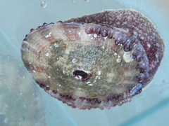 Fissurella maxima