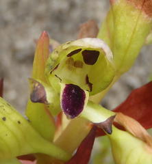 Disa hallackii