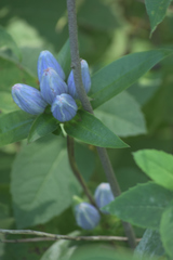 Gentiana × pallidocyanea