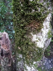 Neckera laevigata