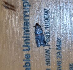 Acrobasis comptella