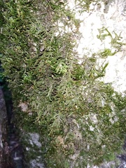 Neckera laevigata