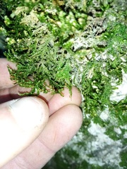 Neckera laevigata