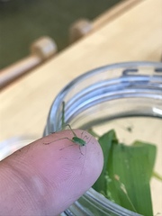 Microcentrum californicum