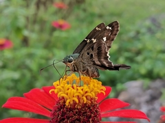 Urbanus proteus proteus
