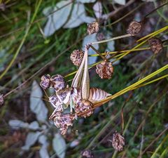 Pediodectes stevensonii