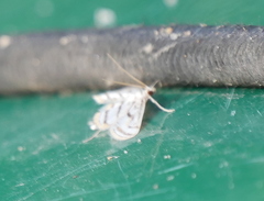 Parapoynx badiusalis