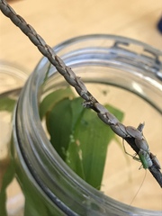 Microcentrum californicum